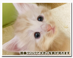 ノルウェージャンフォレストキャット