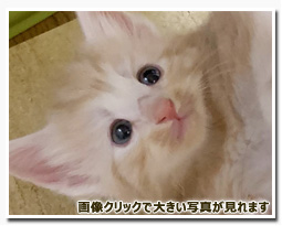 ノルウェージャンフォレストキャット