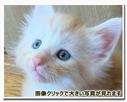 ノルウェージャンフォレストキャット