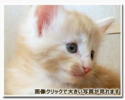 ノルウェージャンフォレストキャット