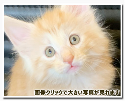 ノルウェージャンフォレストキャット