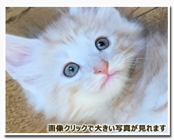 ノルウェージャンフォレストキャット