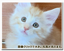 ノルウェージャンフォレストキャット