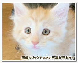 ノルウェージャンフォレストキャット