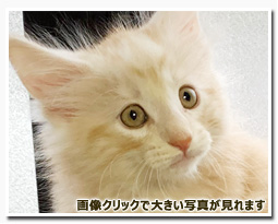 ノルウェージャンフォレストキャット