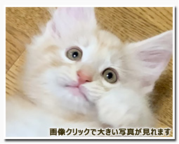 ノルウェージャンフォレストキャット