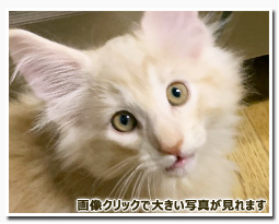 ノルウェージャンフォレストキャット