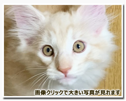 ノルウェージャンフォレストキャット