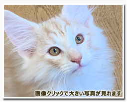 ノルウェージャンフォレストキャット