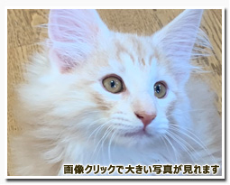 ノルウェージャンフォレストキャット