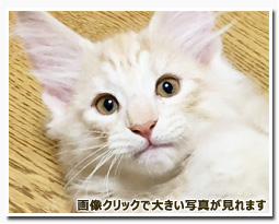 ノルウェージャンフォレストキャット