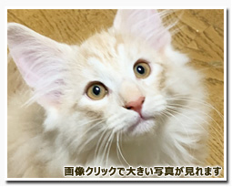 ノルウェージャンフォレストキャット