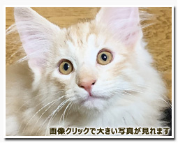 ノルウェージャンフォレストキャット