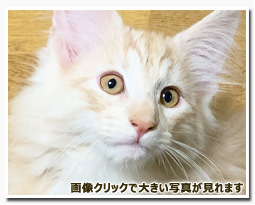 ノルウェージャンフォレストキャット