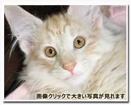 ノルウェージャンフォレストキャット