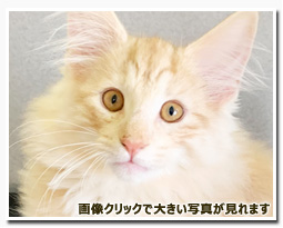 ノルウェージャンフォレストキャット