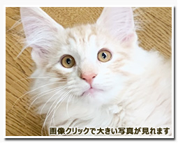 ノルウェージャンフォレストキャット