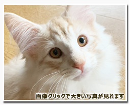 ノルウェージャンフォレストキャット