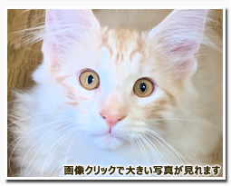 ノルウェージャンフォレストキャット