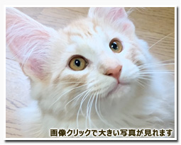 ノルウェージャンフォレストキャット