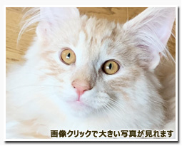 ノルウェージャンフォレストキャット