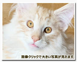 ノルウェージャンフォレストキャット