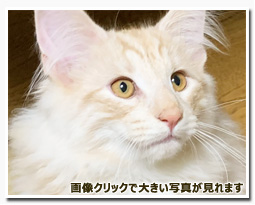 ノルウェージャンフォレストキャット