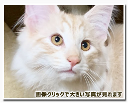 ノルウェージャンフォレストキャット