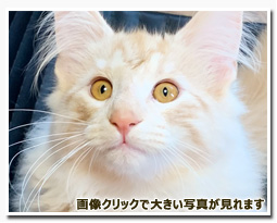 ノルウェージャンフォレストキャット