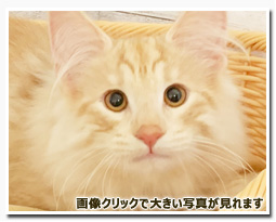 ノルウェージャンフォレストキャット