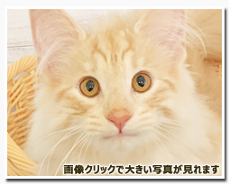 ノルウェージャンフォレストキャット