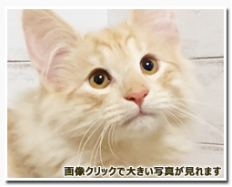 ノルウェージャンフォレストキャット