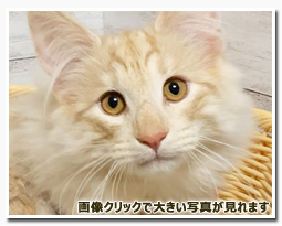 ノルウェージャンフォレストキャット