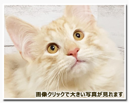 ノルウェージャンフォレストキャット