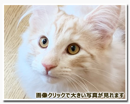 ノルウェージャンフォレストキャット