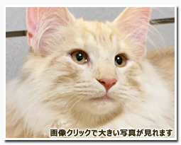 ノルウェージャンフォレストキャット