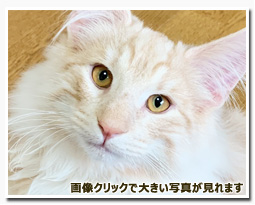 ノルウェージャンフォレストキャット