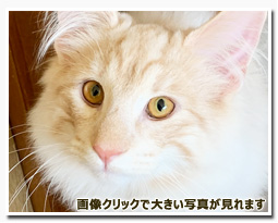 ノルウェージャンフォレストキャット