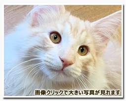 ノルウェージャンフォレストキャット