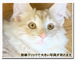 ノルウェージャンフォレストキャット