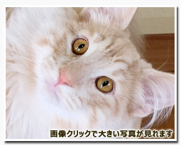 ノルウェージャンフォレストキャット