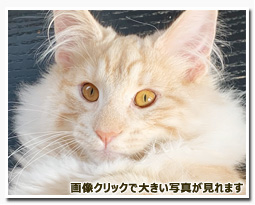 ノルウェージャンフォレストキャット