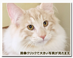 ノルウェージャンフォレストキャット