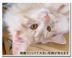 ノルウェージャンフォレストキャット