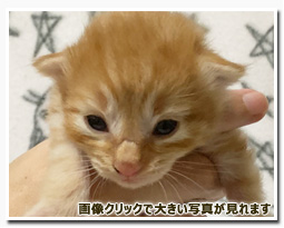 ノルウェージャンフォレストキャット