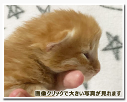 ノルウェージャンフォレストキャット