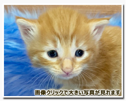 ノルウェージャンフォレストキャット