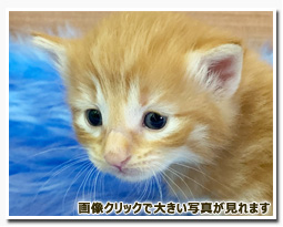 ノルウェージャンフォレストキャット