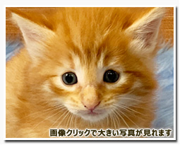 ノルウェージャンフォレストキャット