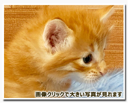 ノルウェージャンフォレストキャット